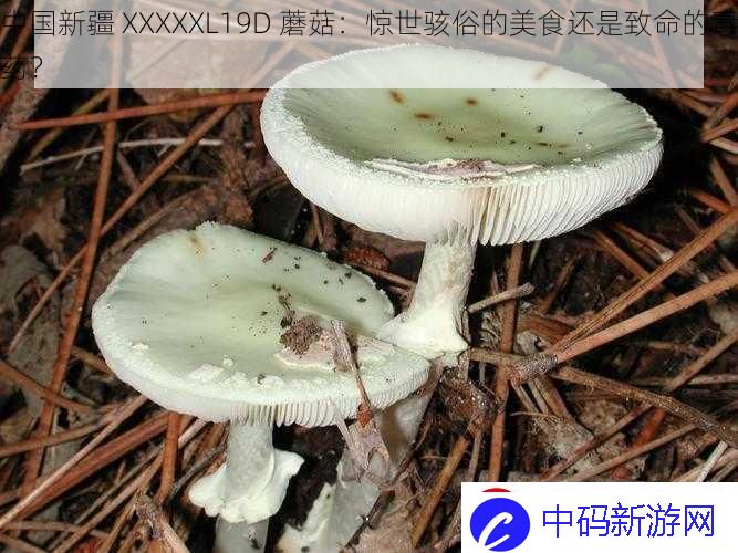 中国新疆-XXXXXL19D-蘑菇：惊世骇俗的美食还是致命的毒药