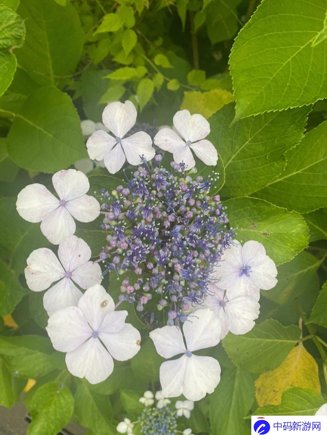 紫阳花下的神秘力量：全球关注的新话题