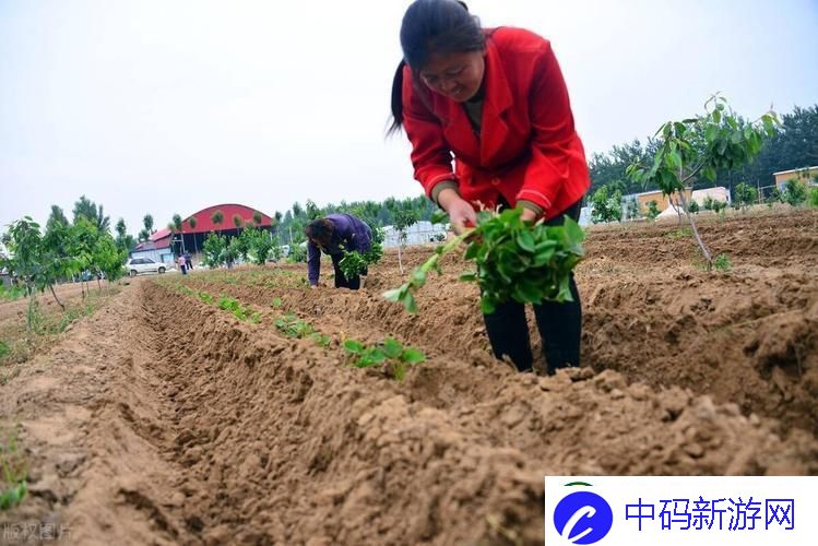 插秧的正确姿势-居然还能这么玩