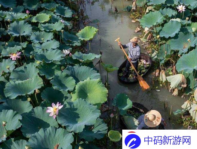 老人船上弄雨荷好吗：别样的画面