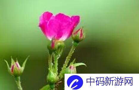 丛林肉搏1.26qv1.7c游戏攻略：掌握这些技巧，轻松制胜