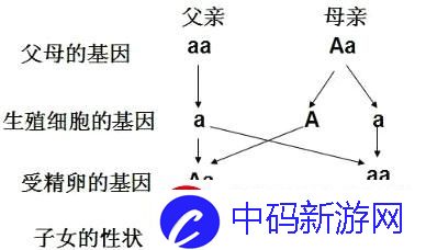 遗传了个“AAaa”的儿子的父亲：基因配对大冒险