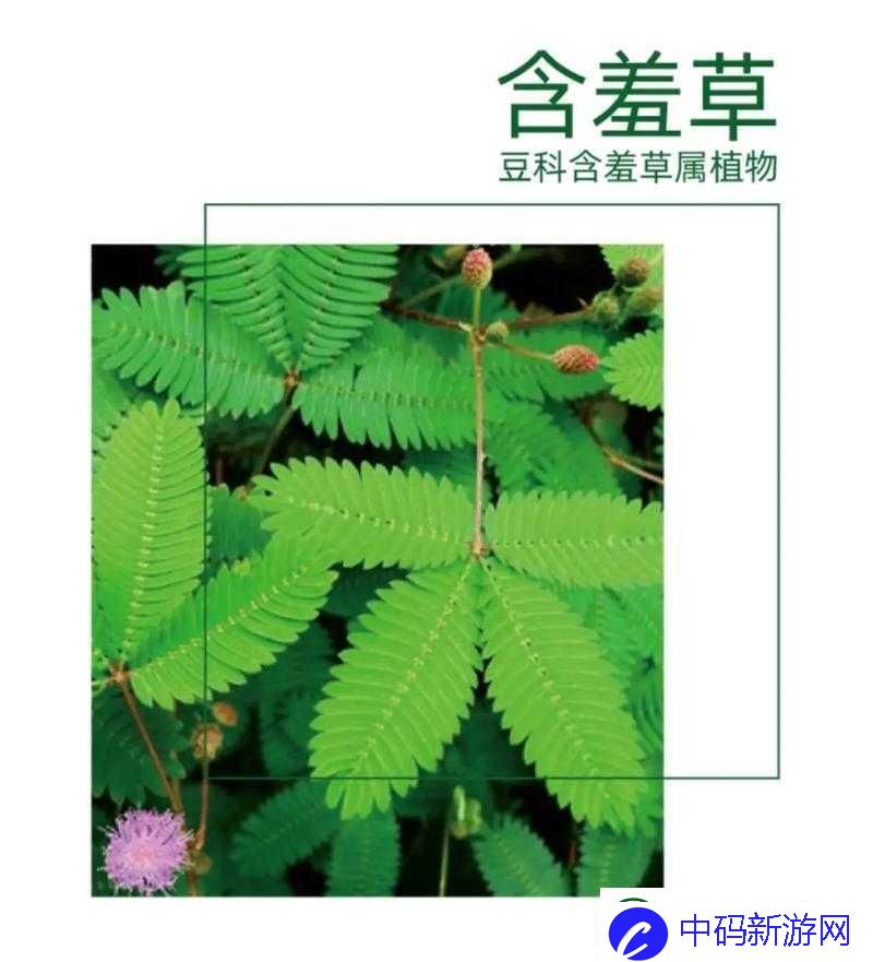 含羞草成年实验所：探索植物奥秘的前沿阵地