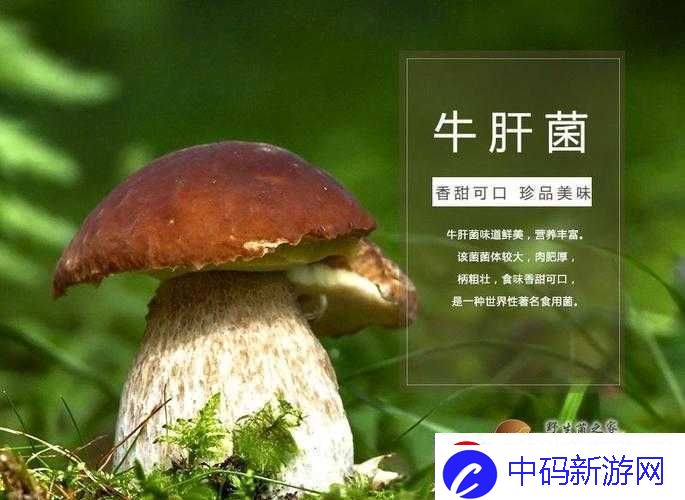 珊瑚岛牛肚菌获取方法