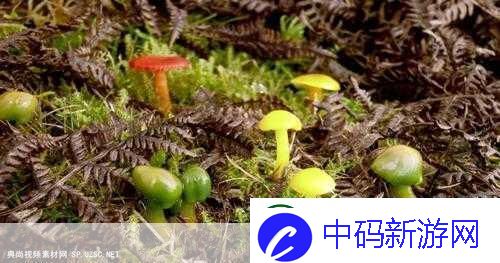 蘑菇视频-当然可以！以下是一些与蘑菇视频相关的扩展