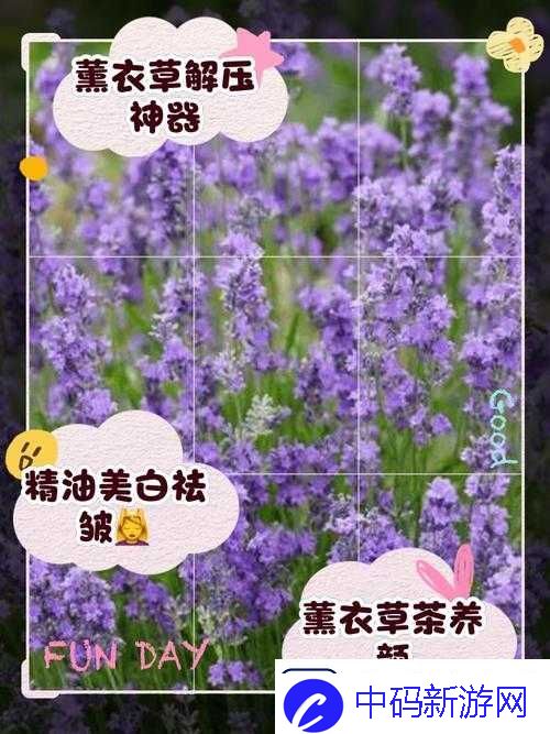 薰衣草研究所站入口